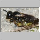 Lindenius albilabris - Grabwespe w08a 6-7mm - mit Wanze-Lygus beim Nesteintrag - OS-Hasbergen Lehmsandhuegel.jpg